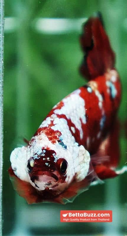 Betta fish Giant Helmet Kujaku Koi HMPK - Image 8