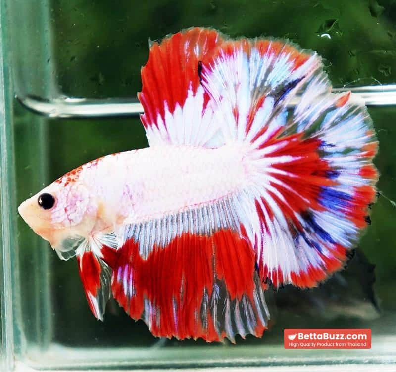 Betta fish HM Fancy Austria Flag - Image 2