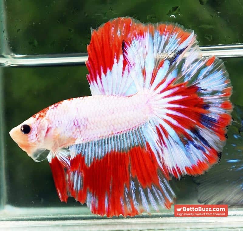 Betta fish HM Fancy Austria Flag - Image 4