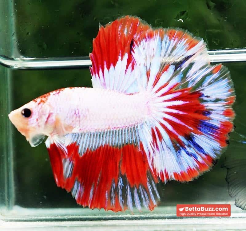 Betta fish HM Fancy Austria Flag - Image 6