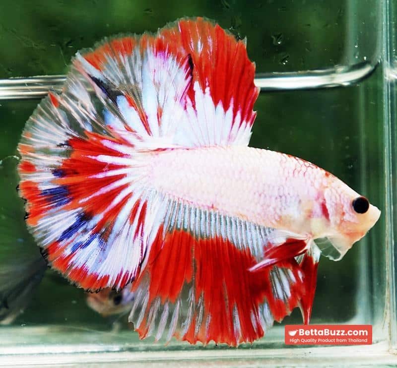 Betta fish HM Fancy Austria Flag - Image 5