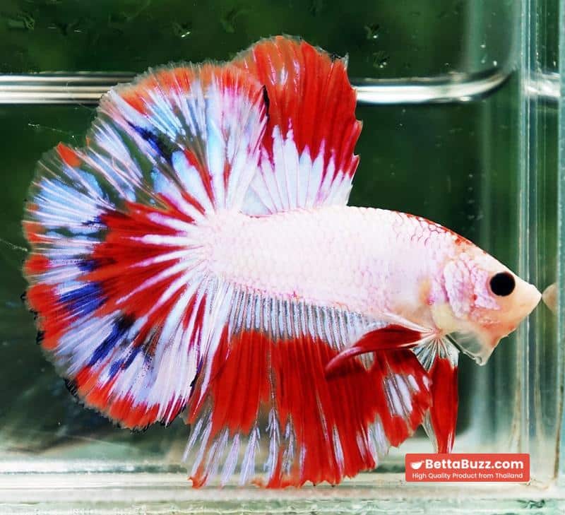Betta fish HM Fancy Austria Flag - Image 3