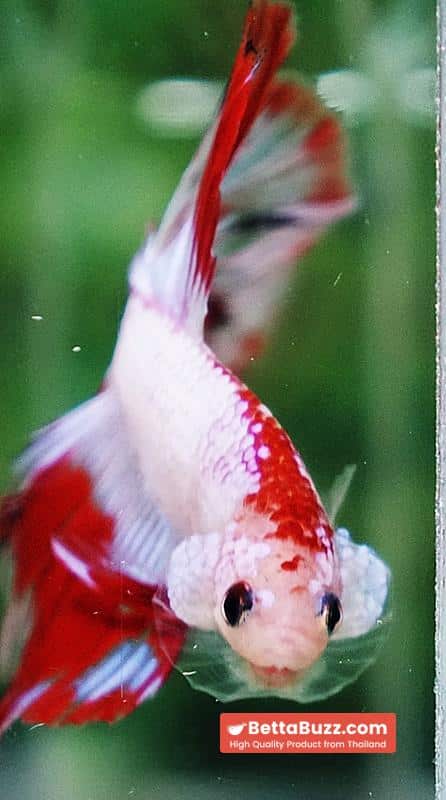 Betta fish HM Fancy Austria Flag - Image 7