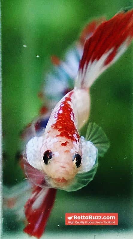 Betta fish HM Fancy Austria Flag - Image 8