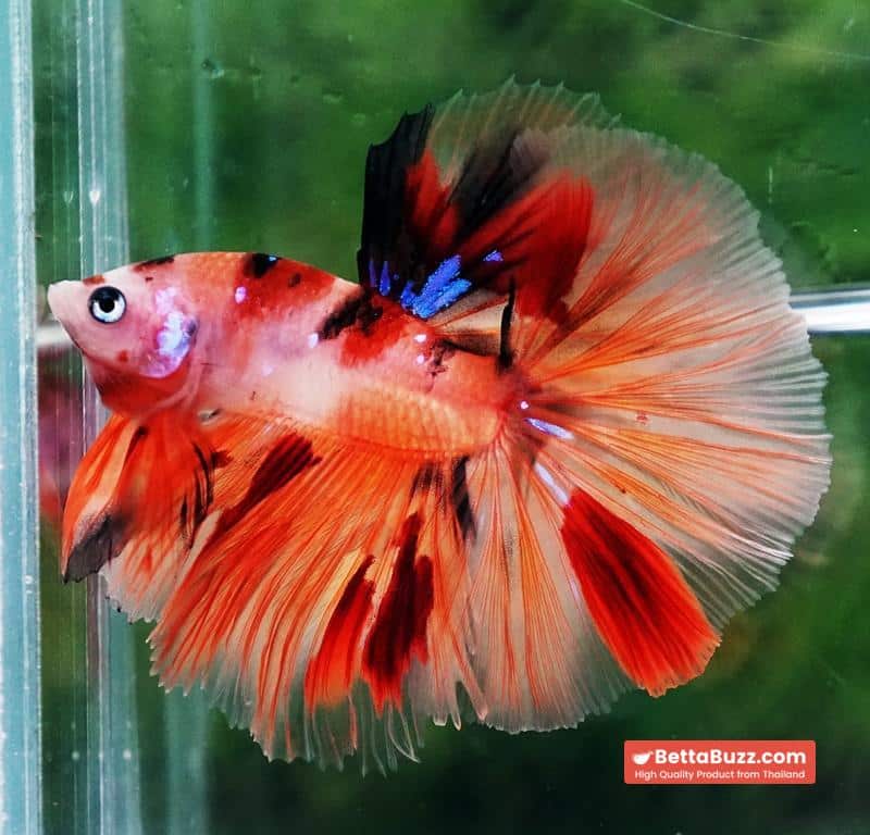 Betta fish Nemo Koi (OHM) - Image 4