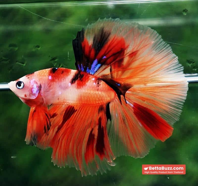 Betta fish Nemo Koi (OHM) - Image 6