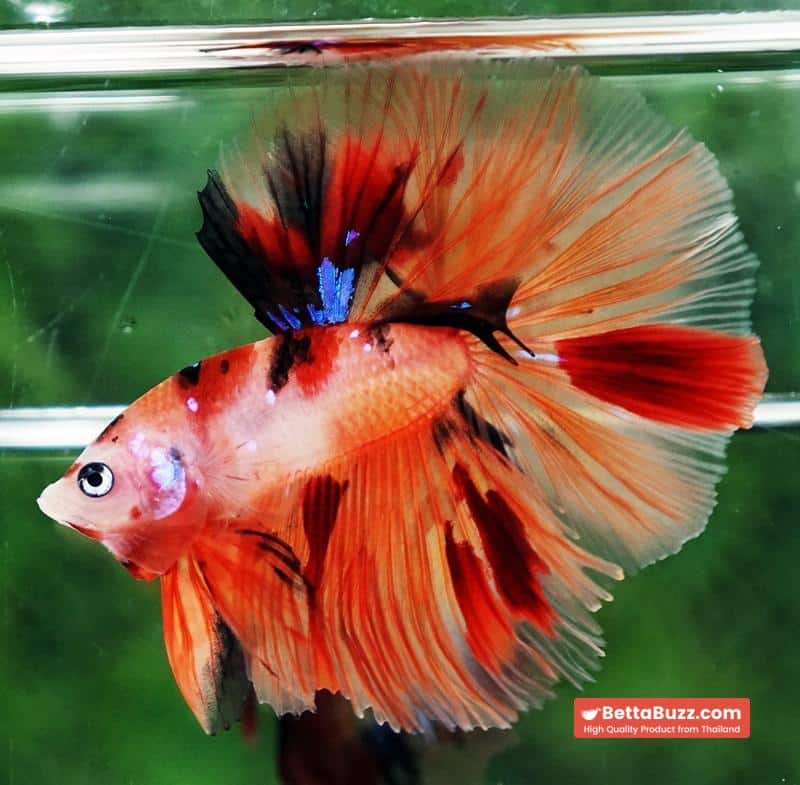 Betta fish Nemo Koi (OHM) - Image 2