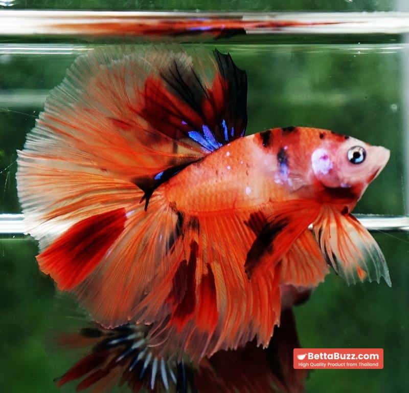 Betta fish Nemo Koi (OHM) - Image 3