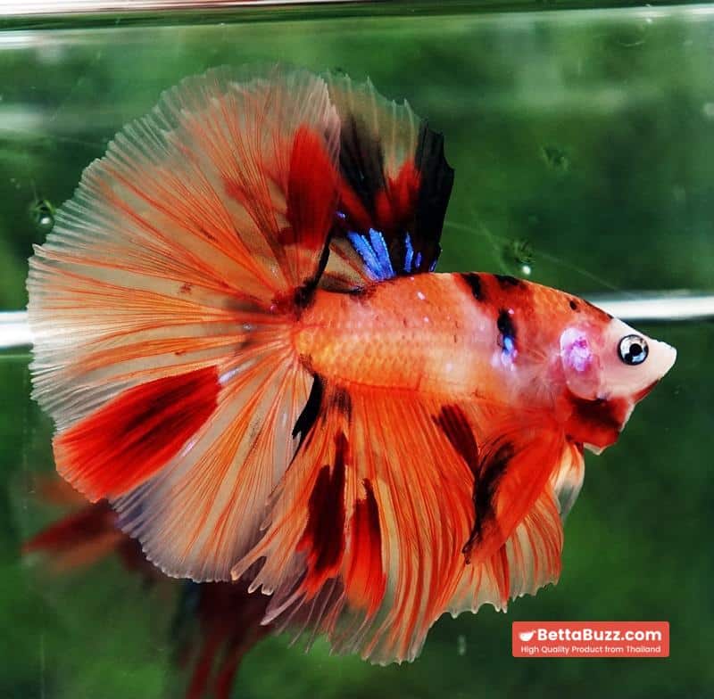 Betta fish Nemo Koi (OHM) - Image 5