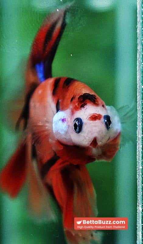 Betta fish Nemo Koi (OHM) - Image 7