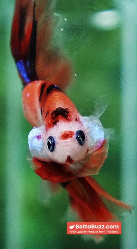 Betta fish Nemo Koi (OHM) - Image 8