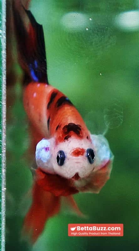 Betta fish Nemo Koi (OHM) - Image 9