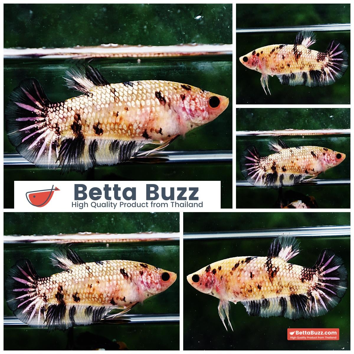 Betta fish Female HMPK Yellow Tiger Copper