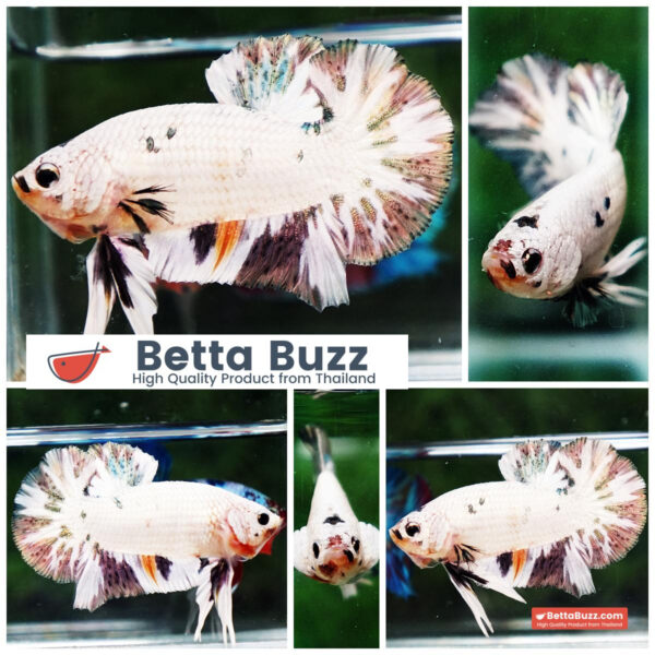 Betta fish HMPK Copper Marble