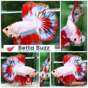 Betta fish HM Fancy Austria Flag