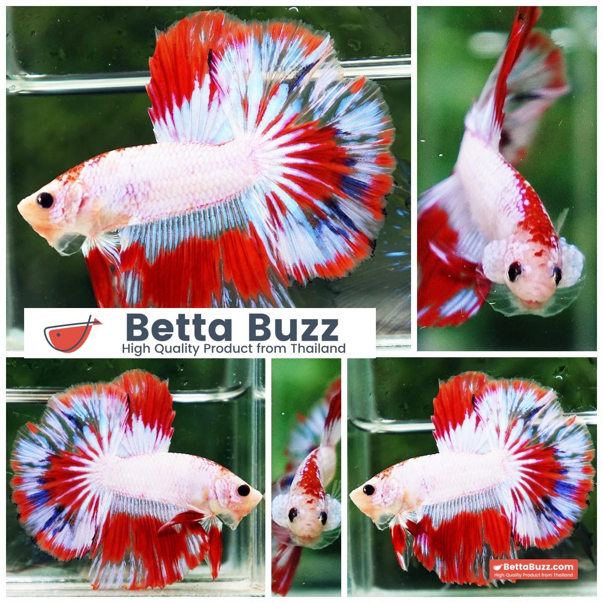 Betta fish HM Fancy Austria Flag