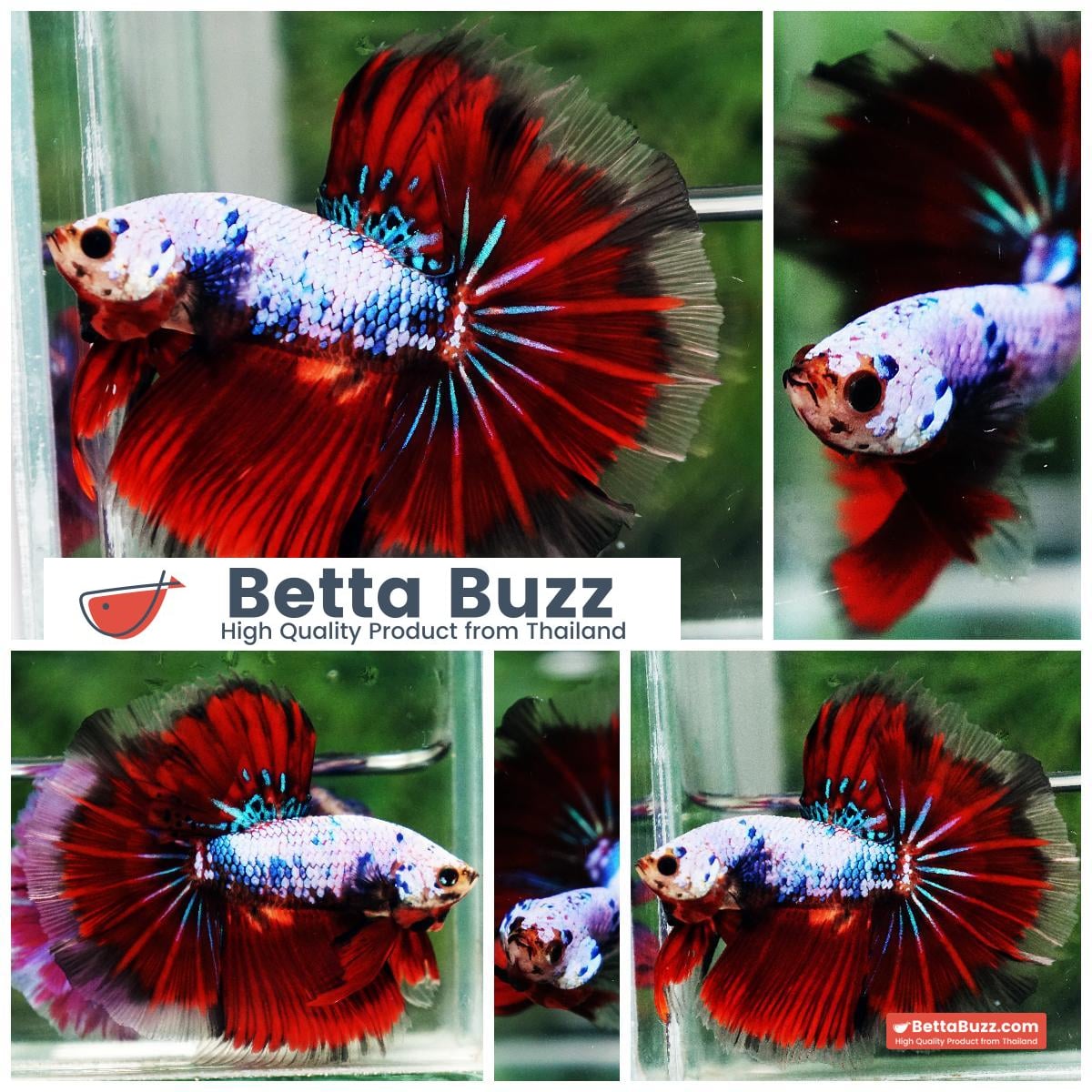 Betta fish Fancy Red Evil Ring tail OHM