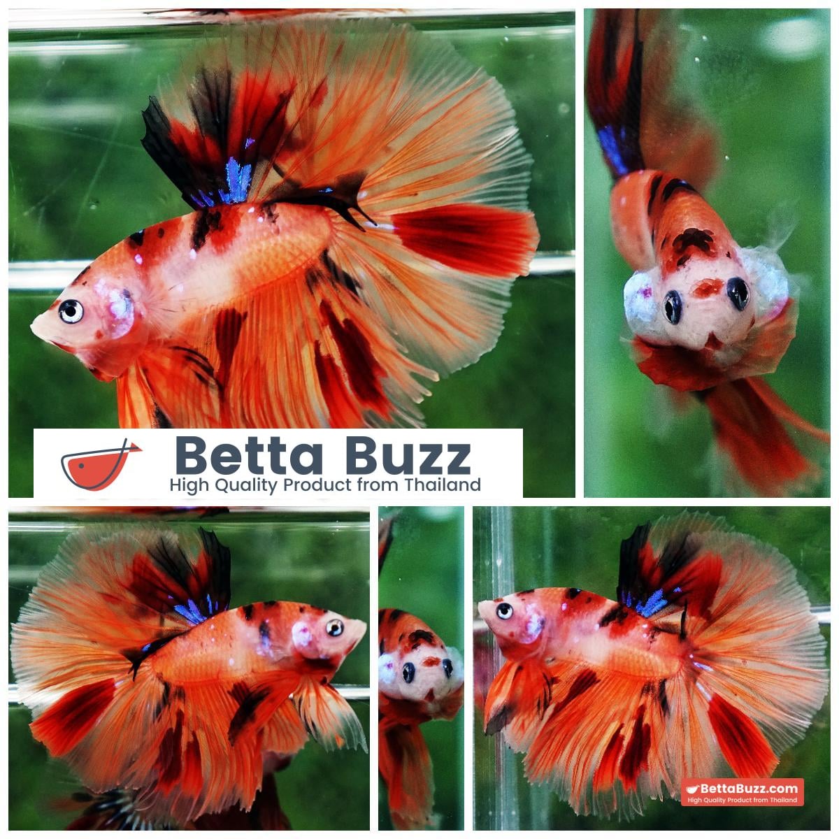 Betta fish Nemo Koi (OHM)