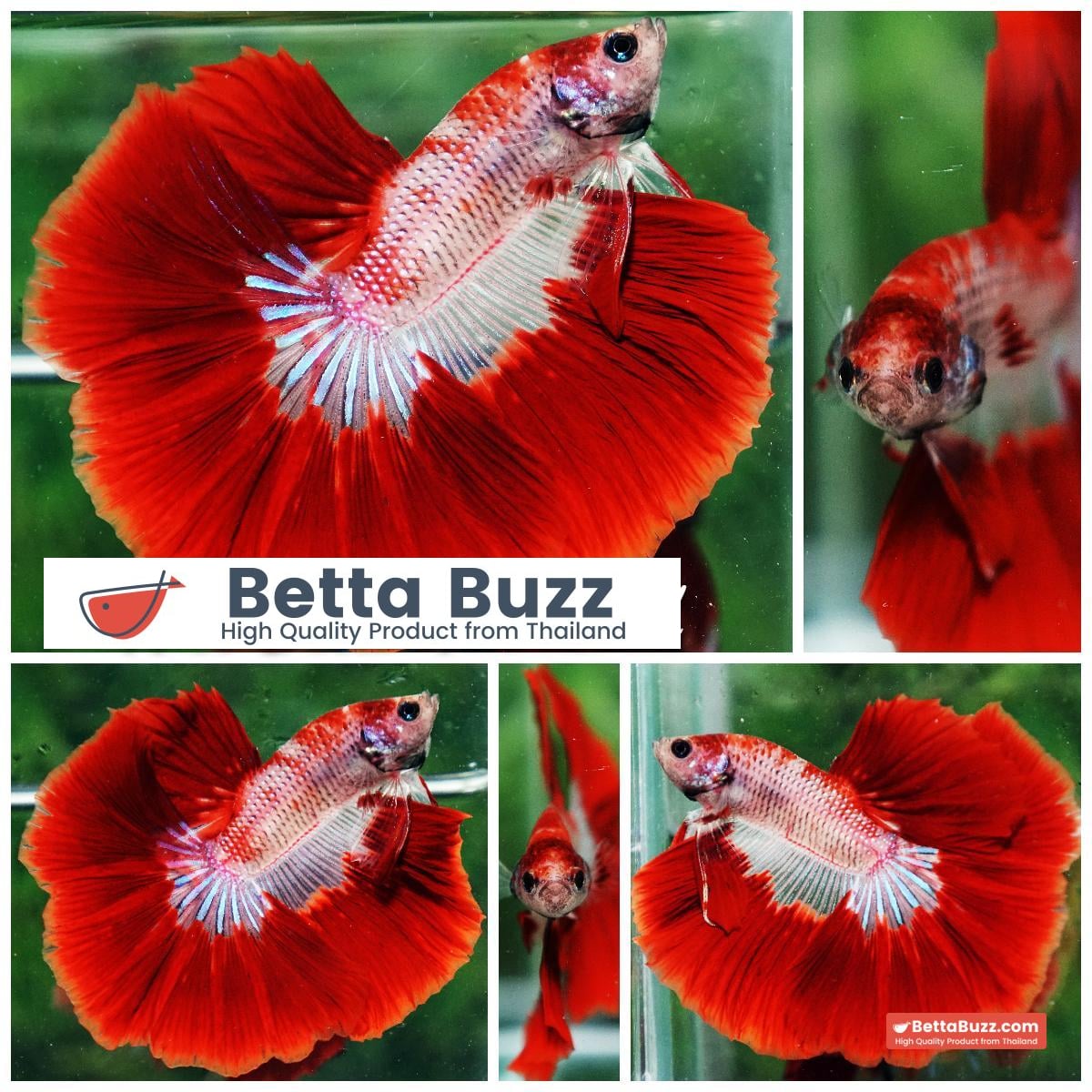 Betta fish Red Bloodworm Caraxes HM