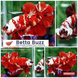 Betta fish Giant Helmet Kujaku Koi HMPK