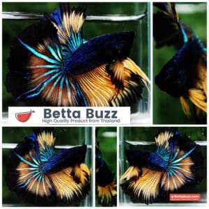 Betta fish Blue Mustard Gas Black Ring Sky Hawk OHM