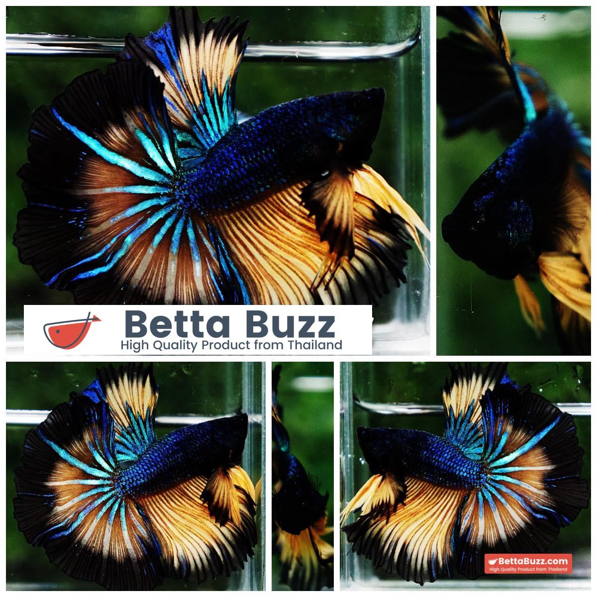 Betta fish Blue Mustard Gas Black Ring Sky Hawk OHM