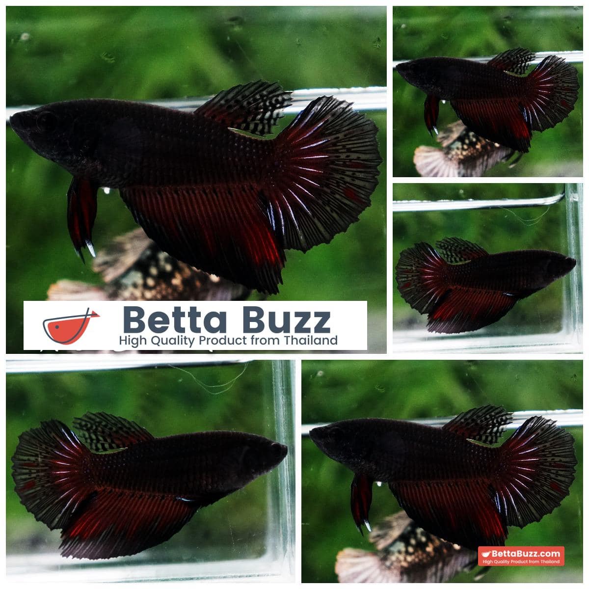 Betta fish Female Vampire Black Warriors HM