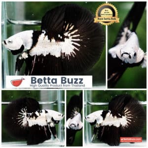 Betta fish Killer Shadow Black Star Samurai (Ultra Rare) HM
