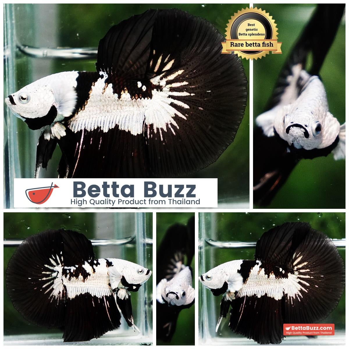 Betta fish Killer Shadow Black Star Samurai (Ultra Rare) HM