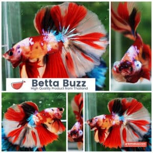 Betta fish Candy Nemo Classic OHM