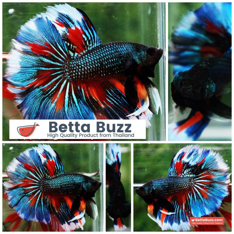 Betta fish Wild Nemo On Fire HM