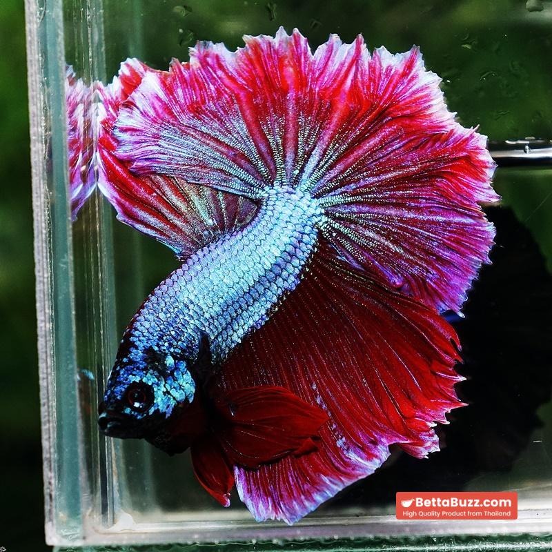 Betta fish Purple Royal Lavender Hawk Feather tail HM - Image 2