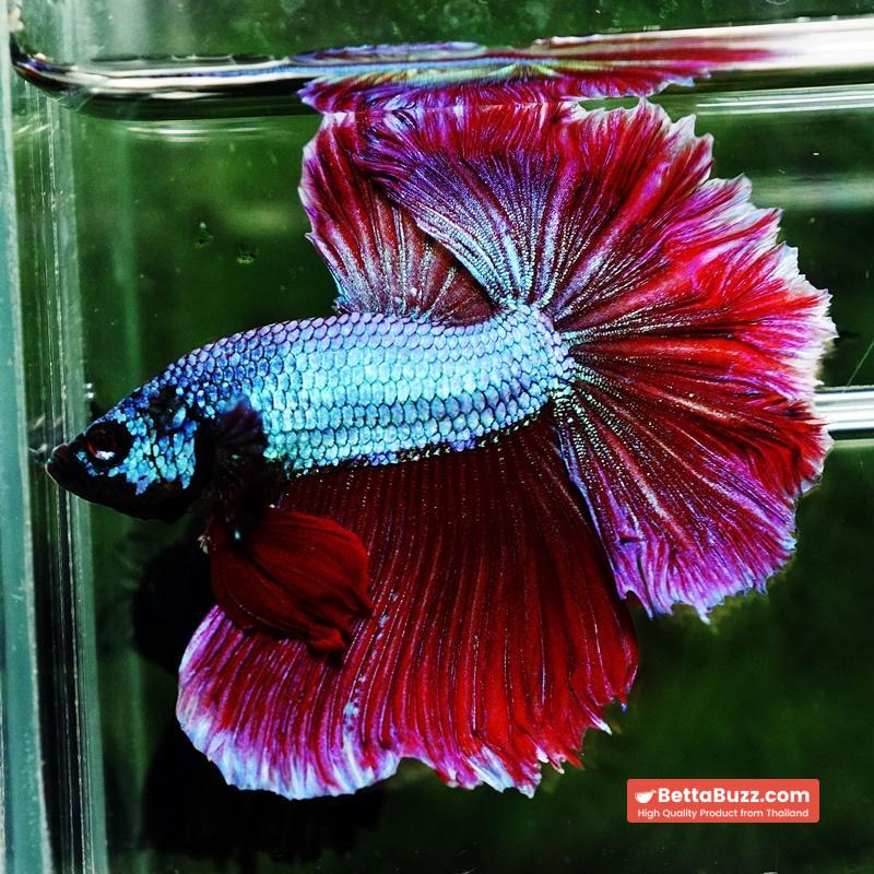 Betta fish Purple Royal Lavender Hawk Feather tail HM - Image 4