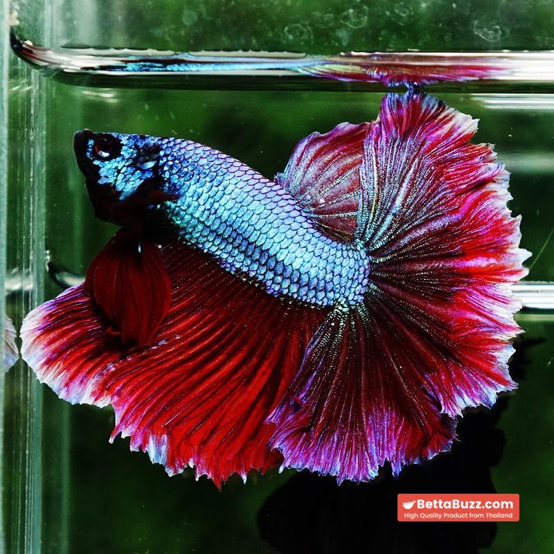 Betta fish Purple Royal Lavender Hawk Feather tail HM - Image 6