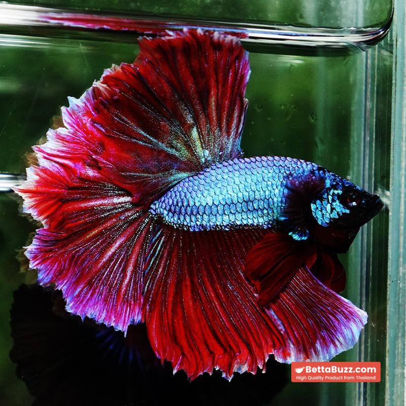 Betta fish Purple Royal Lavender Hawk Feather tail HM - Image 3