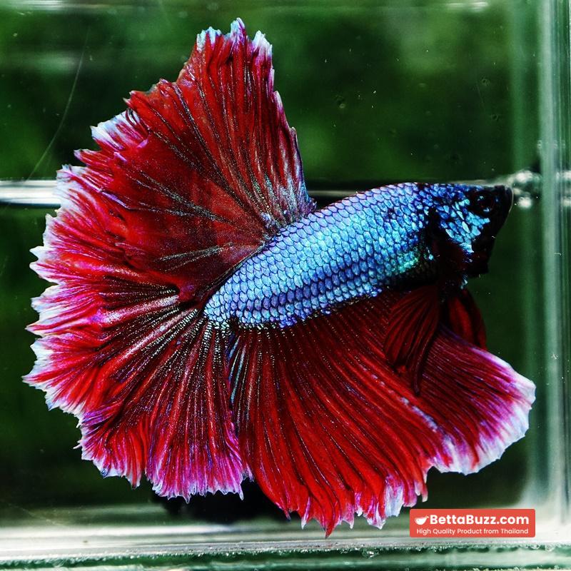 Betta fish Purple Royal Lavender Hawk Feather tail HM - Image 7