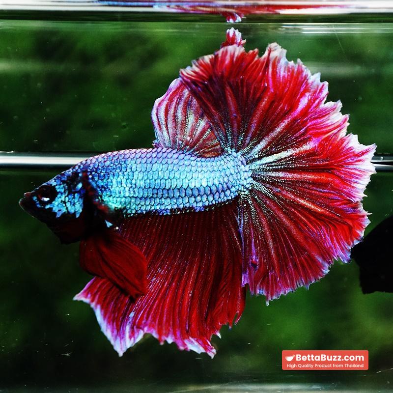 Betta fish Purple Royal Lavender Hawk Feather tail HM - Image 8
