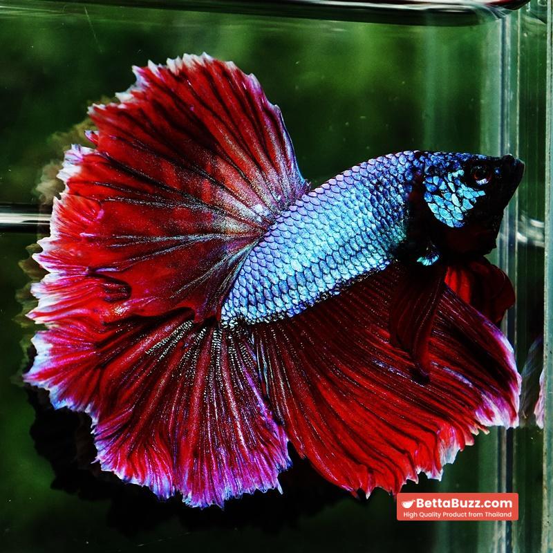 Betta fish Purple Royal Lavender Hawk Feather tail HM - Image 5