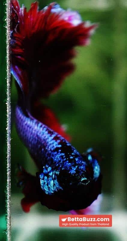 Betta fish Purple Royal Lavender Hawk Feather tail HM - Image 9