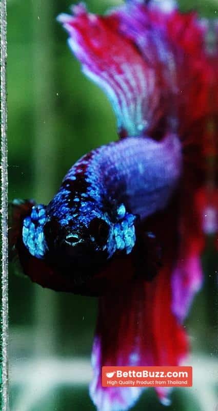 Betta fish Purple Royal Lavender Hawk Feather tail HM - Image 10