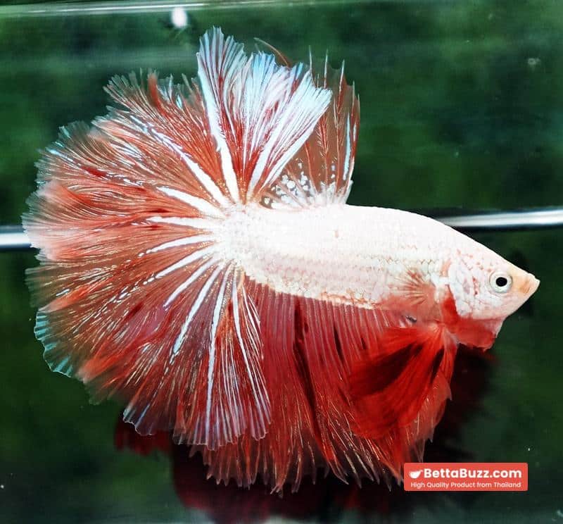 Betta Fish Armageddon Mateor Platinum Dragon OHM - Image 4