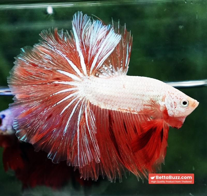 Betta Fish Armageddon Mateor Platinum Dragon OHM - Image 2