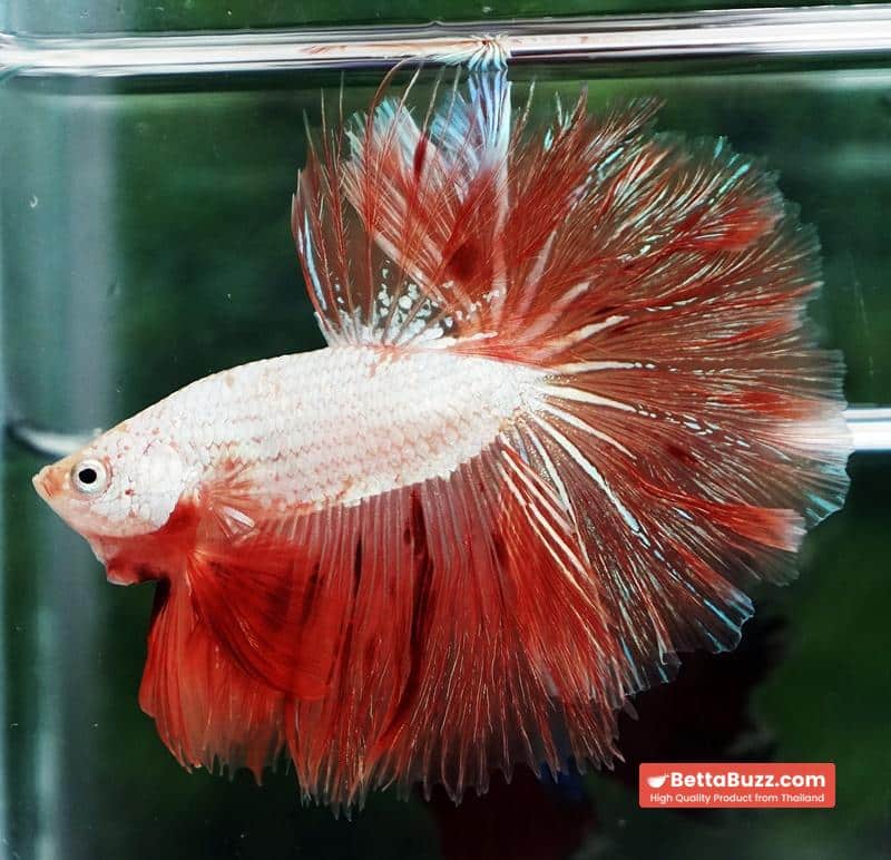 Betta Fish Armageddon Mateor Platinum Dragon OHM - Image 3