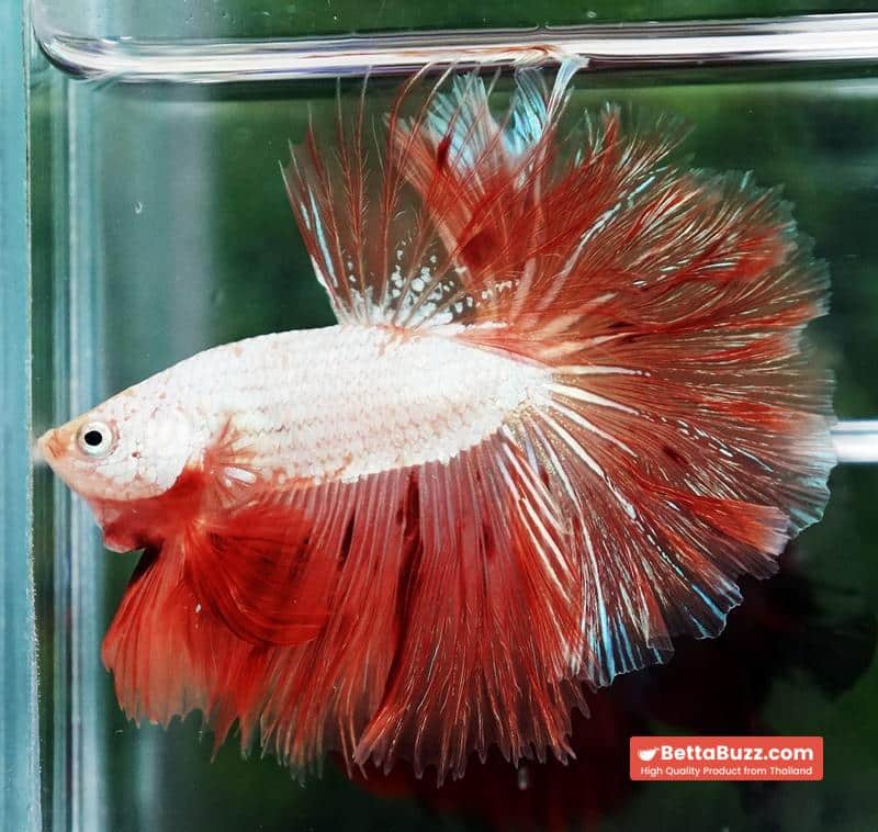 Betta Fish Armageddon Mateor Platinum Dragon OHM - Image 5