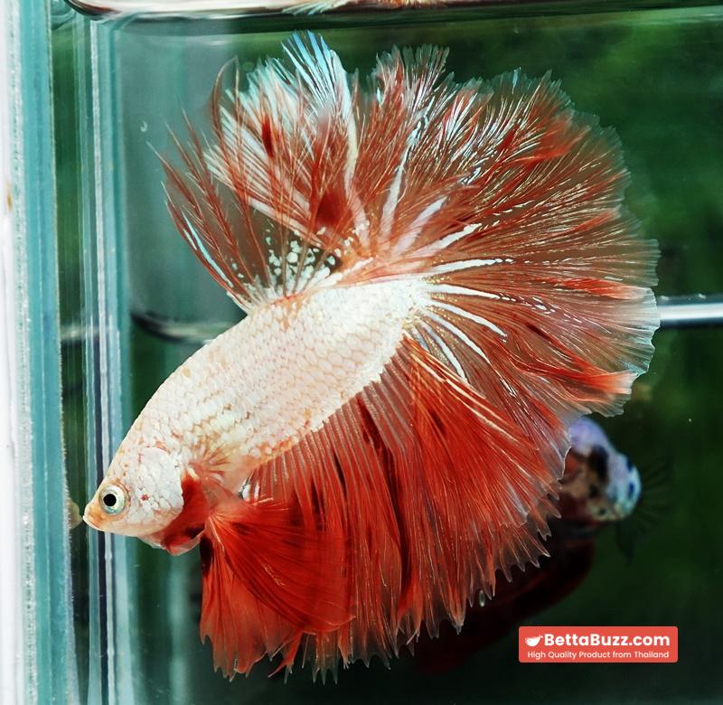 Betta Fish Armageddon Mateor Platinum Dragon OHM - Image 6