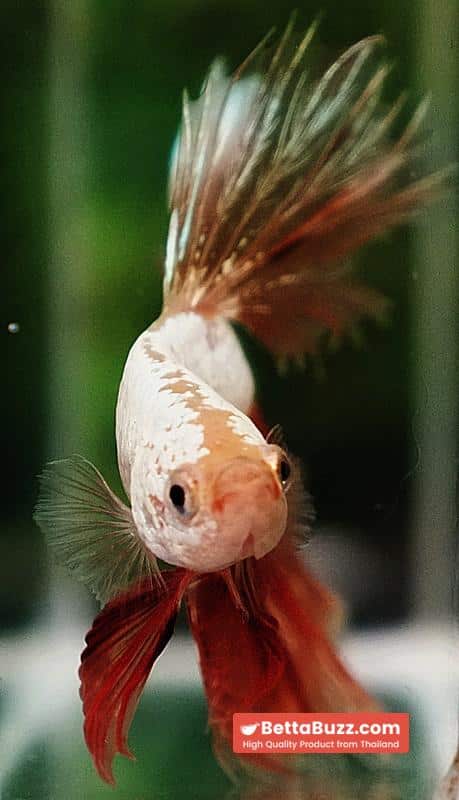 Betta Fish Armageddon Mateor Platinum Dragon OHM - Image 7