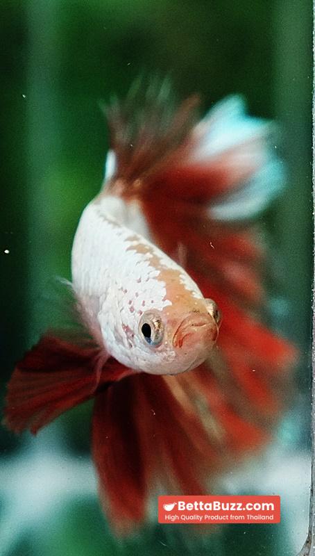 Betta Fish Armageddon Mateor Platinum Dragon OHM - Image 8