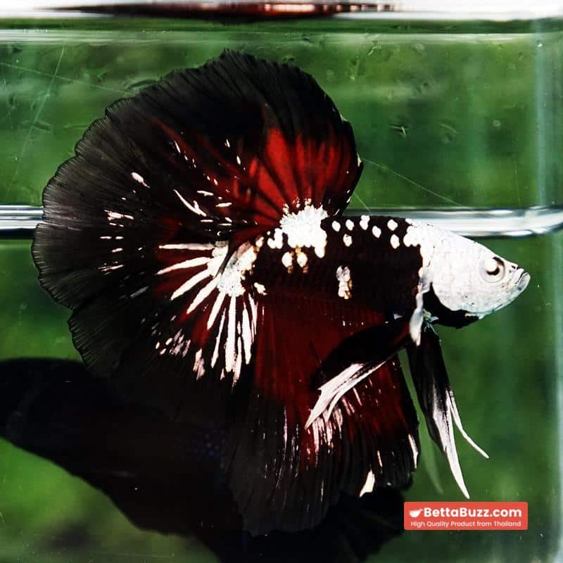 Betta fish Killer Shadow Vampire Black Star Samurai Helmet (Ultra Rare) HM - Image 4