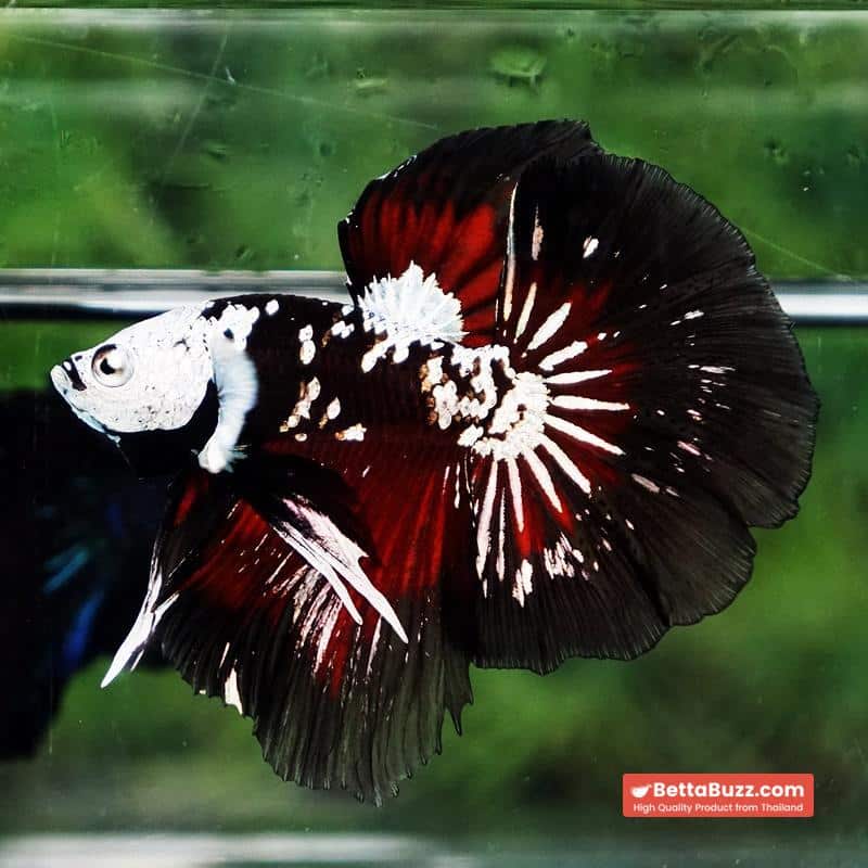 Betta fish Killer Shadow Vampire Black Star Samurai Helmet (Ultra Rare) HM - Image 5