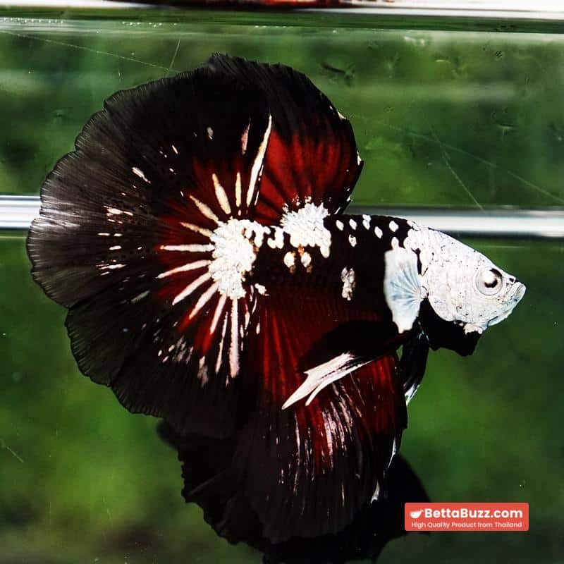 Betta fish Killer Shadow Vampire Black Star Samurai Helmet (Ultra Rare) HM - Image 2